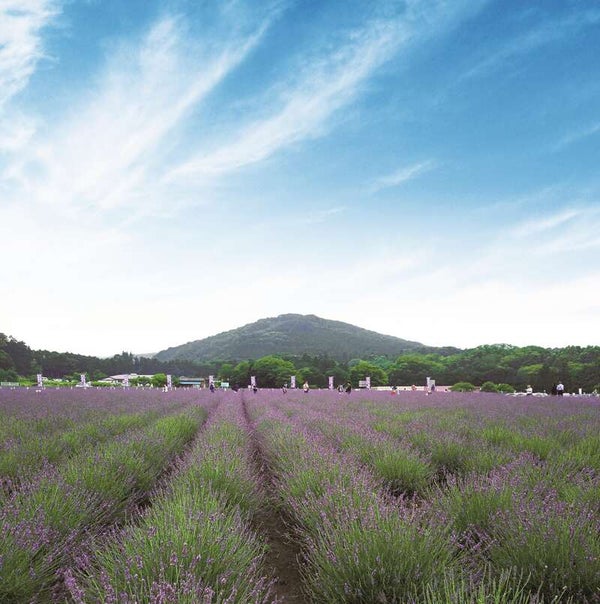 【栃木県内発】 紫の絨毯♪らんざんラベンダーまつり&小江戸・川越 ブランド豚「ゴールデンポーク」使用!とんかつ膳のランチ1